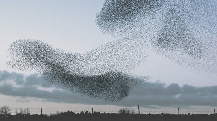 bird murmuration symbolizing Transforming IT Operations towards more Agile and Lean